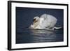 Mute Swan Aggressive Display-null-Framed Photographic Print