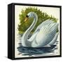 Mute Swan and Chick Cygnus Olor-null-Framed Stretched Canvas