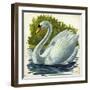 Mute Swan and Chick Cygnus Olor-null-Framed Giclee Print