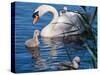 Mute Swan and Young Family-hipproductions-Stretched Canvas