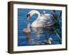 Mute Swan and Young Family-hipproductions-Framed Photographic Print