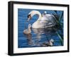 Mute Swan and Young Family-hipproductions-Framed Photographic Print