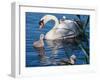 Mute Swan and Young Family-hipproductions-Framed Photographic Print
