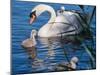 Mute Swan and Young Family-hipproductions-Mounted Photographic Print