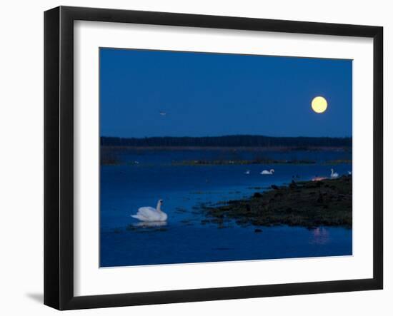 Mute Swan before Sunrise with Full Moon, Hornborgasjon Lake, Sweden-Inaki Relanzon-Framed Photographic Print