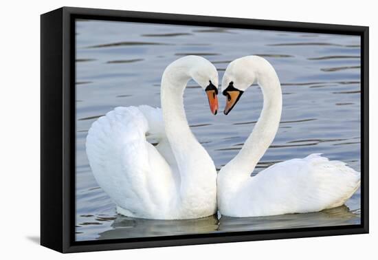 Mute Swan Courtship Display-null-Framed Stretched Canvas