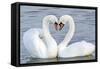 Mute Swan Courtship Display-null-Framed Stretched Canvas