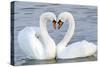 Mute Swan Courtship Display-null-Stretched Canvas