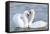 Mute Swan Courtship Display-null-Framed Stretched Canvas