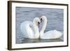 Mute Swan Courtship Display-null-Framed Photographic Print