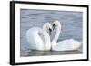 Mute Swan Courtship Display-null-Framed Photographic Print