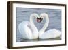 Mute Swan Courtship Display-null-Framed Photographic Print