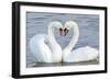 Mute Swan Courtship Display-null-Framed Photographic Print