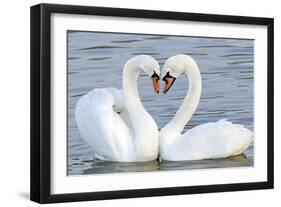 Mute Swan Courtship Display-null-Framed Photographic Print