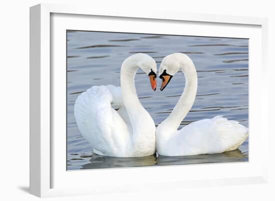 Mute Swan Courtship Display-null-Framed Photographic Print