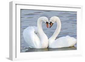 Mute Swan Courtship Display-null-Framed Photographic Print