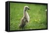 Mute Swan Cygnet Walking Upright-null-Framed Stretched Canvas