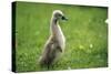 Mute Swan Cygnet Walking Upright-null-Stretched Canvas