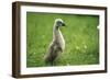 Mute Swan Cygnet Walking Upright-null-Framed Photographic Print