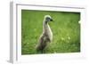 Mute Swan Cygnet Walking Upright-null-Framed Photographic Print