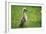 Mute Swan Cygnet Walking Upright-null-Framed Photographic Print