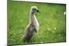 Mute Swan Cygnet Walking Upright-null-Mounted Photographic Print
