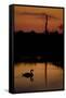 Mute Swan (Cygnus Olor) Adult Silhouetted on Lake at Sunset, Oostvaardersplassen, Netherlands-Hamblin-Framed Stretched Canvas