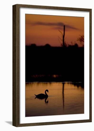 Mute Swan (Cygnus Olor) Adult Silhouetted on Lake at Sunset, Oostvaardersplassen, Netherlands-Hamblin-Framed Premium Photographic Print