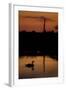 Mute Swan (Cygnus Olor) Adult Silhouetted on Lake at Sunset, Oostvaardersplassen, Netherlands-Hamblin-Framed Premium Photographic Print