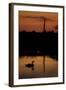 Mute Swan (Cygnus Olor) Adult Silhouetted on Lake at Sunset, Oostvaardersplassen, Netherlands-Hamblin-Framed Premium Photographic Print