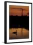 Mute Swan (Cygnus Olor) Adult Silhouetted on Lake at Sunset, Oostvaardersplassen, Netherlands-Hamblin-Framed Premium Photographic Print