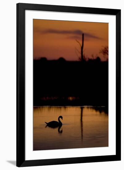 Mute Swan (Cygnus Olor) Adult Silhouetted on Lake at Sunset, Oostvaardersplassen, Netherlands-Hamblin-Framed Photographic Print