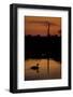 Mute Swan (Cygnus Olor) Adult Silhouetted on Lake at Sunset, Oostvaardersplassen, Netherlands-Hamblin-Framed Photographic Print