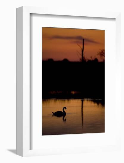 Mute Swan (Cygnus Olor) Adult Silhouetted on Lake at Sunset, Oostvaardersplassen, Netherlands-Hamblin-Framed Photographic Print