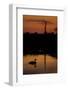 Mute Swan (Cygnus Olor) Adult Silhouetted on Lake at Sunset, Oostvaardersplassen, Netherlands-Hamblin-Framed Photographic Print