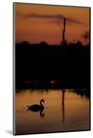 Mute Swan (Cygnus Olor) Adult Silhouetted on Lake at Sunset, Oostvaardersplassen, Netherlands-Hamblin-Mounted Photographic Print