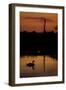Mute Swan (Cygnus Olor) Adult Silhouetted on Lake at Sunset, Oostvaardersplassen, Netherlands-Hamblin-Framed Photographic Print