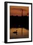 Mute Swan (Cygnus Olor) Adult Silhouetted on Lake at Sunset, Oostvaardersplassen, Netherlands-Hamblin-Framed Photographic Print