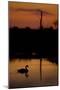 Mute Swan (Cygnus Olor) Adult Silhouetted on Lake at Sunset, Oostvaardersplassen, Netherlands-Hamblin-Mounted Photographic Print