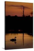 Mute Swan (Cygnus Olor) Adult Silhouetted on Lake at Sunset, Oostvaardersplassen, Netherlands-Hamblin-Stretched Canvas