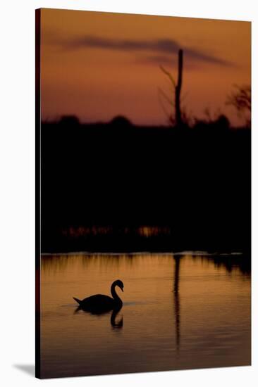 Mute Swan (Cygnus Olor) Adult Silhouetted on Lake at Sunset, Oostvaardersplassen, Netherlands-Hamblin-Stretched Canvas