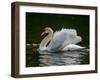 Mute swan (Cygnus olor) displaying plumage in lake, Sooke, Vancouver Island, British Columbia, C...-null-Framed Photographic Print