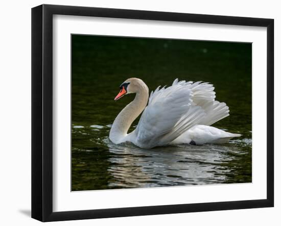 Mute swan (Cygnus olor) displaying plumage in lake, Sooke, Vancouver Island, British Columbia, C...-null-Framed Photographic Print