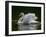 Mute swan (Cygnus olor) displaying plumage in lake, Sooke, Vancouver Island, British Columbia, C...-null-Framed Photographic Print