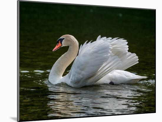 Mute swan (Cygnus olor) displaying plumage in lake, Sooke, Vancouver Island, British Columbia, C...-null-Mounted Photographic Print