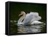 Mute swan (Cygnus olor) displaying plumage in lake, Sooke, Vancouver Island, British Columbia, C...-null-Framed Stretched Canvas