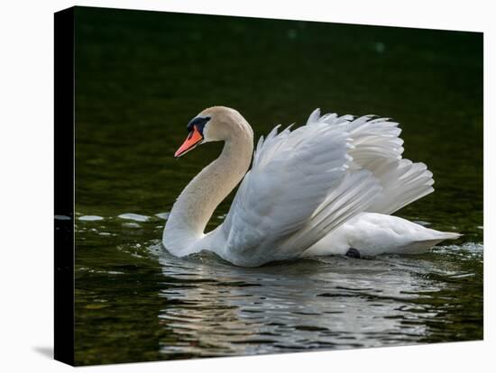 Mute swan (Cygnus olor) displaying plumage in lake, Sooke, Vancouver Island, British Columbia, C...-null-Stretched Canvas