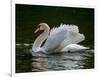 Mute swan (Cygnus olor) displaying plumage in lake, Sooke, Vancouver Island, British Columbia, C...-null-Framed Photographic Print