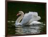 Mute swan (Cygnus olor) displaying plumage in lake, Sooke, Vancouver Island, British Columbia, C...-null-Framed Photographic Print