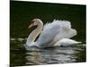 Mute swan (Cygnus olor) displaying plumage in lake, Sooke, Vancouver Island, British Columbia, C...-null-Mounted Photographic Print